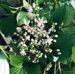 Clematis 'Mrs Robert Brydon' P9 Cm