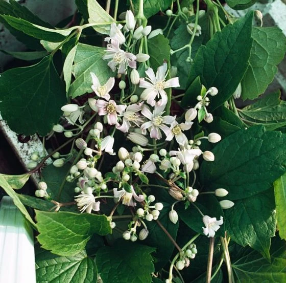 Clematis 'Mrs Robert Brydon' P9 Cm 1 Clematis 'Mrs Robert Brydon' P9 Cm