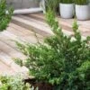 Juniperus Chinensis 'Blue Alps' C3.5 30-40 Cm