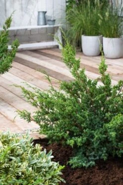 Juniperus Chinensis 'Blue Alps' C3.5 30-40 Cm