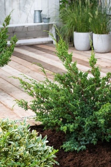 Juniperus Chinensis 'Blue Alps' C3 30-40 Cm 1 Juniperus Chinensis 'Blue Alps' C3 30-40 Cm