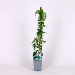 Jasminum Officinale C2 60-70 Cm -Tuinbenodigdheden Verkoop 2024 9NGWHAEJ 8293