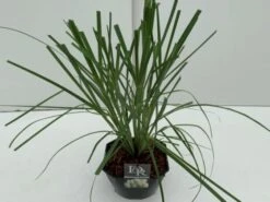 Cortaderia Selloana C5 Cm
