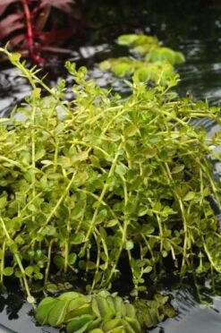 Rotala Rotundifolia M11 Cm -Tuinbenodigdheden Verkoop 2024 9NXKNLK3 bf53