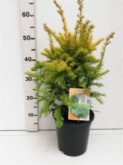 Taxus Baccata 'Semperaurea' C3.5 30-40 Cm