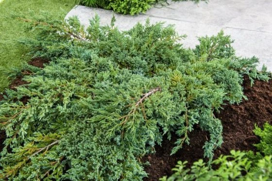 Juniperus Squamata 'Blue Carpet' C5 40-50 Cm 2 Juniperus Squamata 'Blue Carpet' C5 40-50 Cm - Afbeelding 2