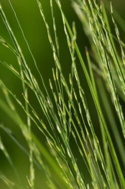 Molinia Caerulea 'Heidebraut' P9 Cm -Tuinbenodigdheden Verkoop 2024 9VKRHLPY 94c8