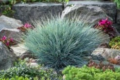 Festuca Glauca 'Blauglut' P9 Cm