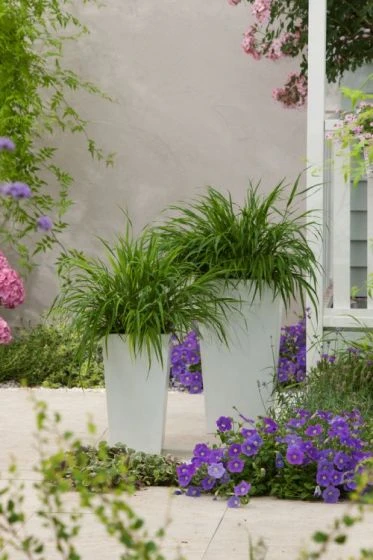 Hakonechloa Macra 'Nicolas' P9 Cm 2 Hakonechloa Macra 'Nicolas' P9 Cm - Afbeelding 2