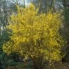 Forsythia Intermedia 'Lynwood' C7_5 100_125_CM