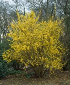 Forsythia Intermedia 'Lynwood' C7_5 100_125_CM