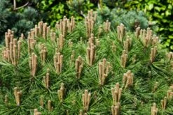 Pinus Mugo 'Mops' C7.5 Cm Stam 50