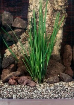 Acorus Gramineus P9 Cm