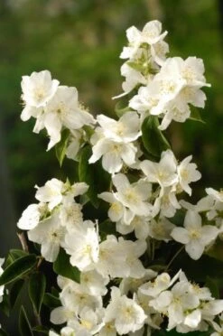 Philadelphus 'Virginal' C3 40-50 Cm