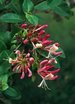 Lonicera Periclymenum 'Belgica Select' C2 60-70 Cm