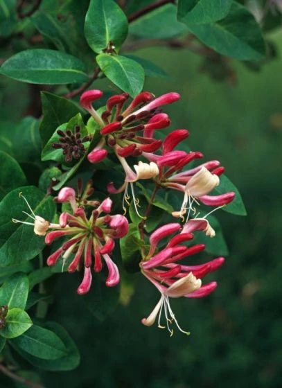 Lonicera Periclymenum 'Belgica Select' C2 60-70 Cm 1 Lonicera Periclymenum 'Belgica Select' C2 60-70 Cm