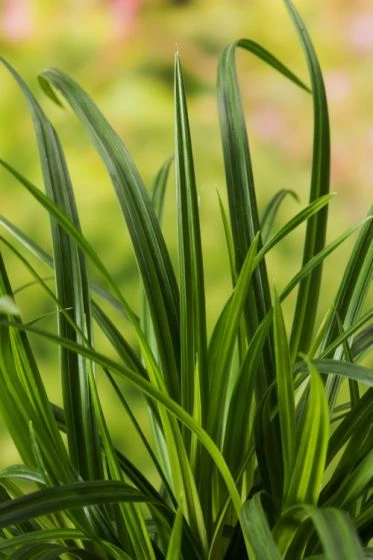 Carex Morrowii 'Irish Green' C5 Cm 1 Carex Morrowii 'Irish Green' C5 Cm