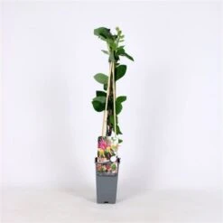 Lonicera Heckrottii 'American Beauty' C2 60-70 Cm -Tuinbenodigdheden Verkoop 2024 A522P4TS 8ef6