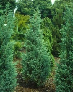 Juniperus Scopulorum 'Moonglow' C3 50-60 Cm