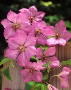 Clematis 'Margaret Hunt' C2 60-70 Cm