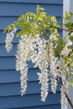 Wisteria Sinensis 'Alba' C7.5 125-150 Cm -Tuinbenodigdheden Verkoop 2024 A6J9ETBZ 6cec
