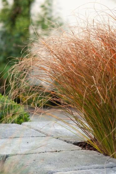 Carex Testacea 'Prairie Fire' P9 Cm 1 Carex Testacea 'Prairie Fire' P9 Cm