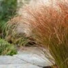 Carex Testacea 'Prairie Fire' C2 Cm