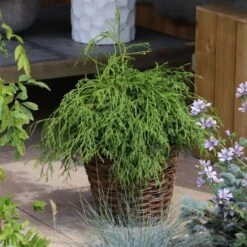 Thuja Plicata 'Kager's Beauty' C20 Cm Stam 180