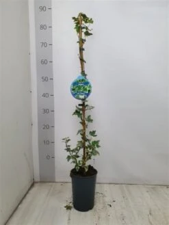 Hedera Helix 'Glacier' C2 80-100 Cm