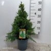 Thuja Plicata 'Can-Can' C3.5 30-40 Cm