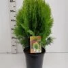 Thuja Occidentalis 'Aurea Nana' C3.5 30-40 Cm