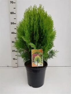 Thuja Occidentalis 'Aurea Nana' C3.5 30-40 Cm