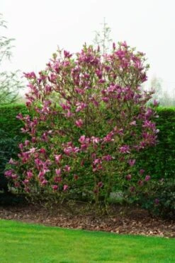 Magnolia 'Susan' C12 125-150 Cm