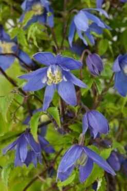 Clematis Alpina C2 60-70 Cm