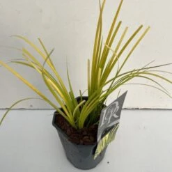 Acorus Gramineus 'Golden Delight' C2 Cm