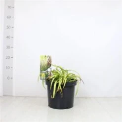 Phormium 'Duet' C7.5 Cm