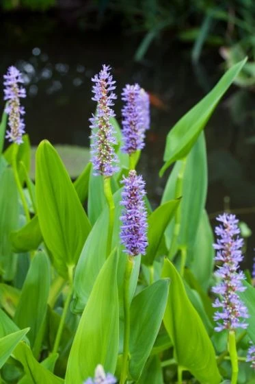 Pontederia Cordata P9 Cm 2 Pontederia Cordata P9 Cm - Afbeelding 2