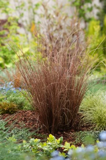 Carex Buchananii P9 Cm 1 Carex Buchananii P9 Cm