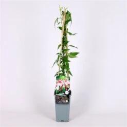 Jasminum Stephanense C2 60-70 Cm -Tuinbenodigdheden Verkoop 2024 AJDRADT5 7bc1