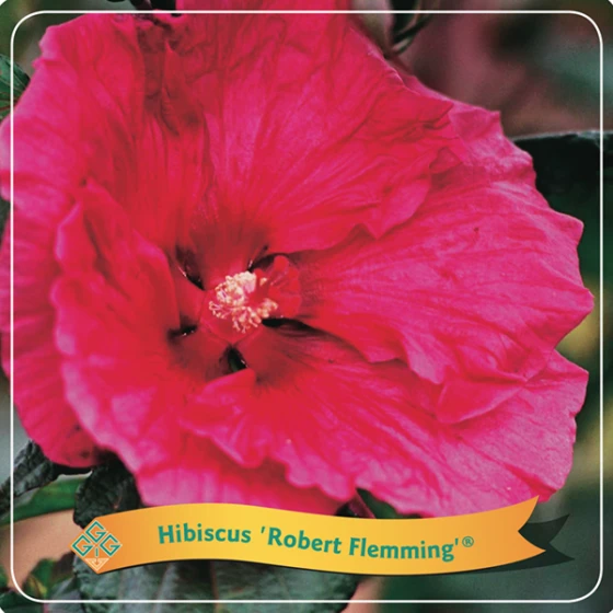 Hibiscus 'Robert Fleming' C5 Cm 2 Hibiscus 'Robert Fleming' C5 Cm - Afbeelding 2