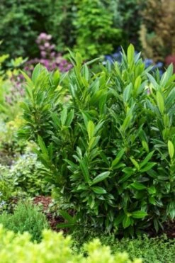 Prunus Laurocerasus 'Gajo' P9 10-15 Cm