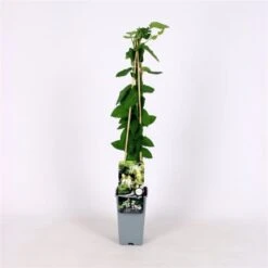 Lonicera Japonica 'Halliana' C2 60-70 Cm 5 Lonicera Japonica 'Halliana' C2 60-70 Cm -Tuinbenodigdheden Verkoop 2024 ALA6X6XK 8580