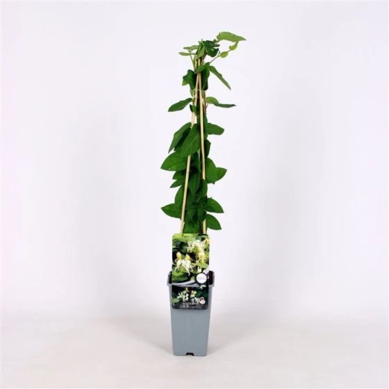 Lonicera Japonica 'Halliana' C2 60-70 Cm 3 Lonicera Japonica 'Halliana' C2 60-70 Cm - Afbeelding 3