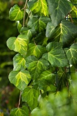 Hedera Colchica 'Sulphur Heart' C2 60-80 Cm 5 Hedera Colchica 'Sulphur Heart' C2 60-80 Cm -Tuinbenodigdheden Verkoop 2024 ALAA1DE4 c1e2