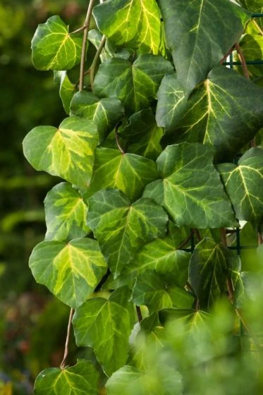 Hedera Colchica 'Sulphur Heart' C2 60-80 Cm 3 Hedera Colchica 'Sulphur Heart' C2 60-80 Cm - Afbeelding 3