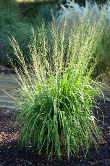 Molinia Arundinacea 'Transparent' P9 Cm 3 Molinia Arundinacea 'Transparent' P9 Cm - Afbeelding 3