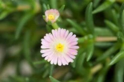 Deschampsia Flexuosa P9 Cm 5 Deschampsia Flexuosa P9 Cm -Tuinbenodigdheden Verkoop 2024 AV5HEKV4 c8da