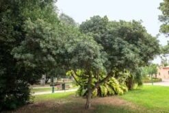 Pittosporum Tobira C10 80-100 Cm