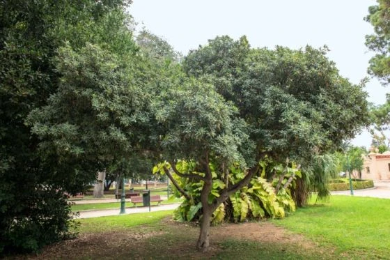 Pittosporum Tobira C10 80-100 Cm 1 Pittosporum Tobira C10 80-100 Cm