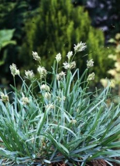 Sesleria Caerulea P9 Cm